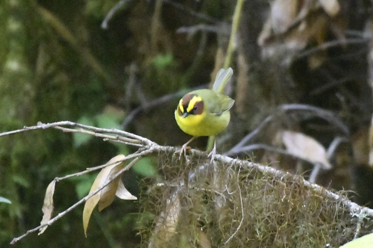 Golden-browed Warbler - ML646335808