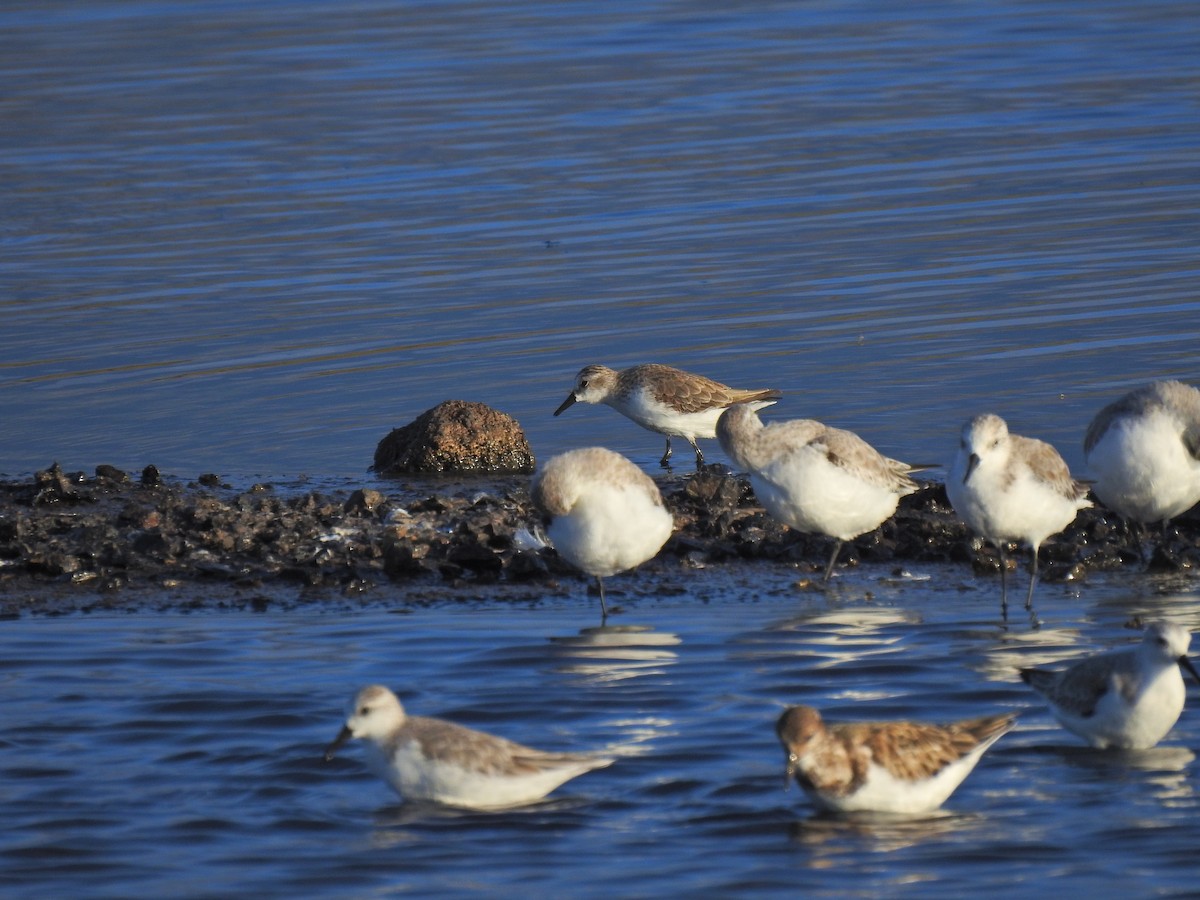 Semipalmated Sandpiper - ML646335821