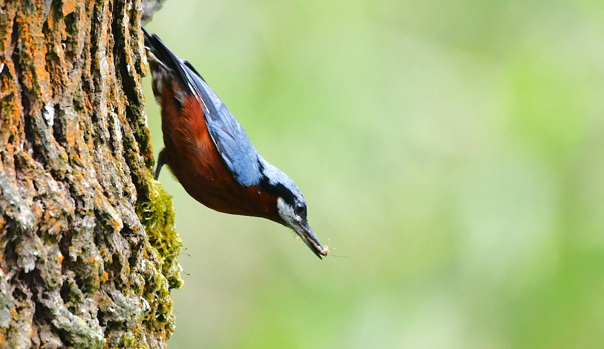 Chestnut-bellied Nuthatch - ML646335824