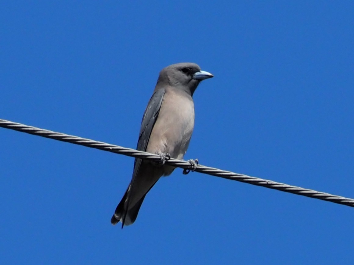 lasolet šedohlavý - ML646335828