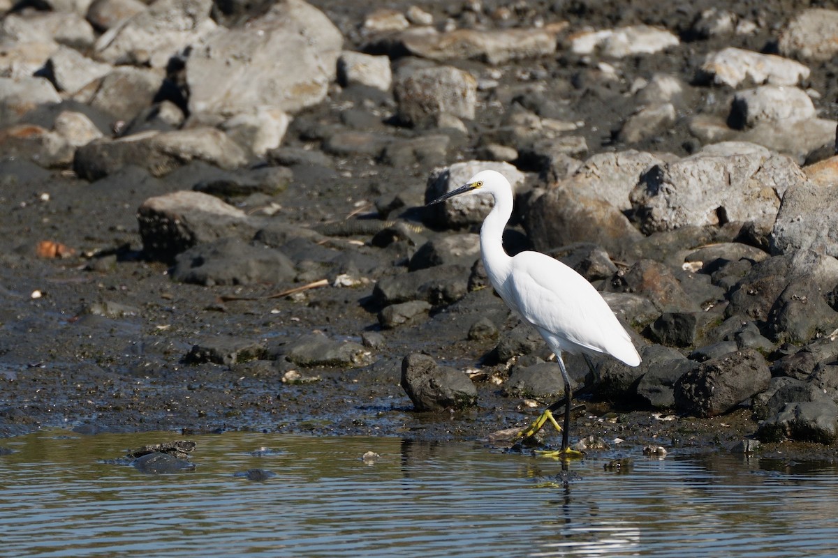 silkehegre - ML646335831