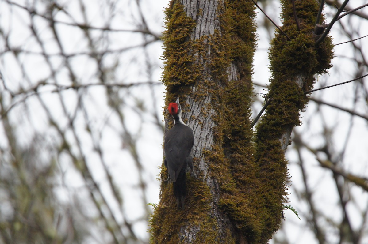 Pileated Woodpecker - ML646335834