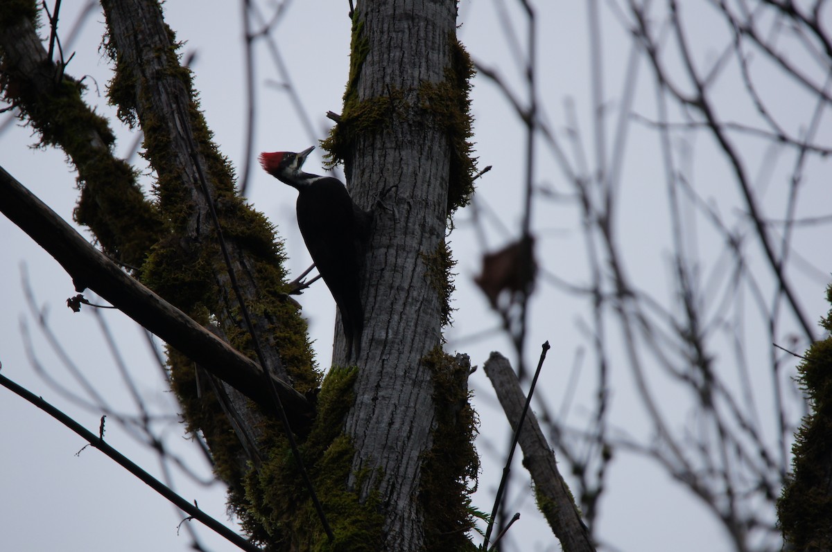 Pileated Woodpecker - ML646335835