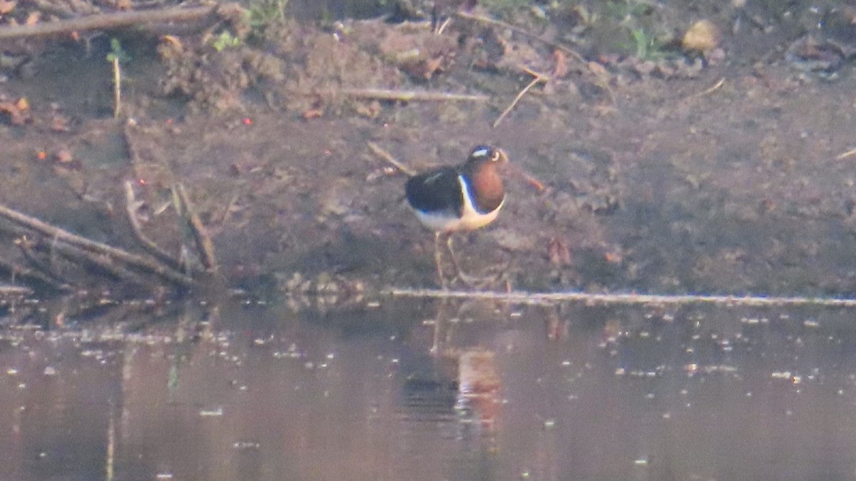 slučice pestrá - ML646335838