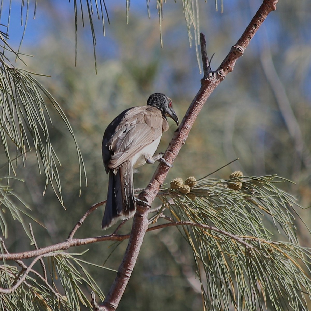 Noisy Friarbird - ML646335839