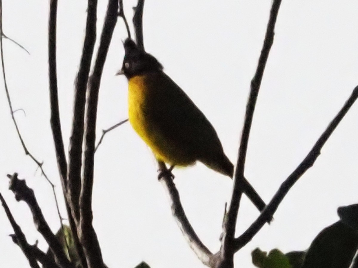 Black-crested Bulbul - ML646335841