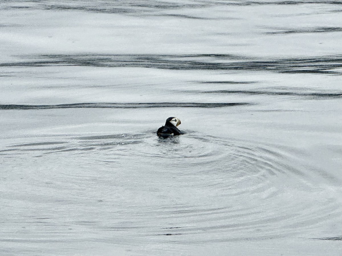 Horned Puffin - ML646335846