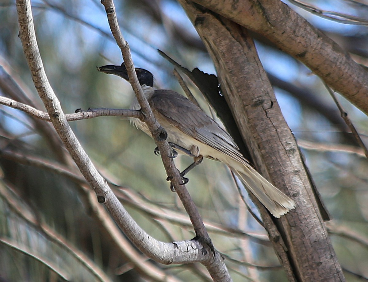 Noisy Friarbird - ML646335847