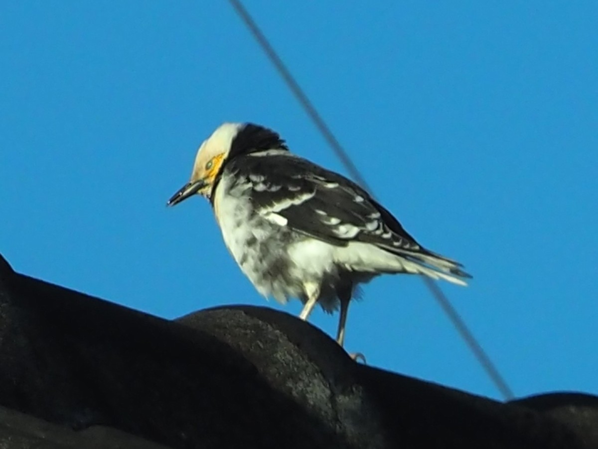 špaček černokrký - ML646335848