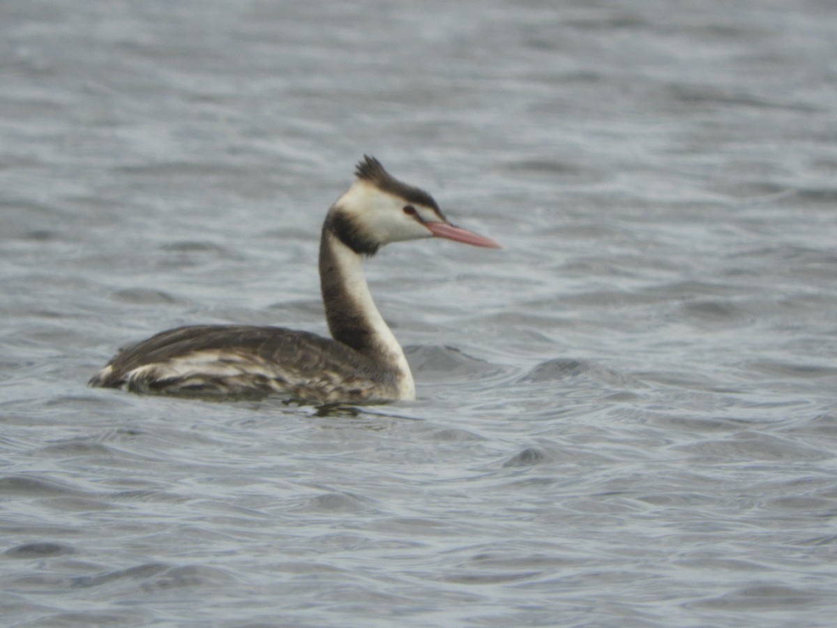 Great Crested Grebe - ML646335849