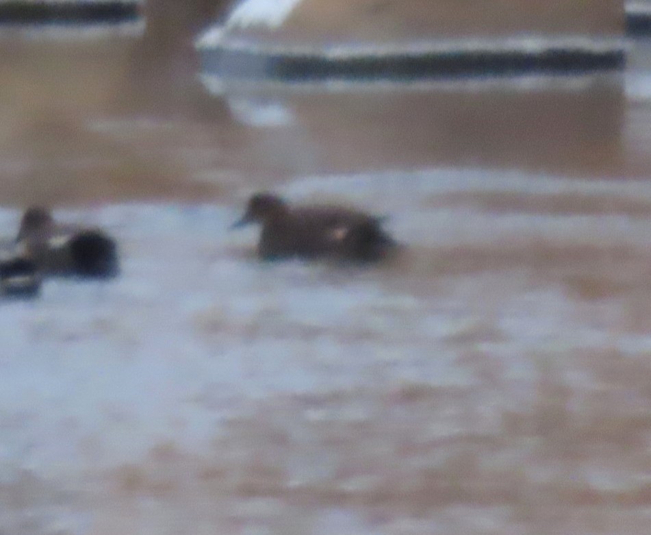 Нерозень - ML646335851