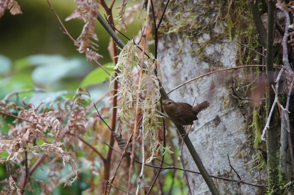 Pacific Wren - ML646335856