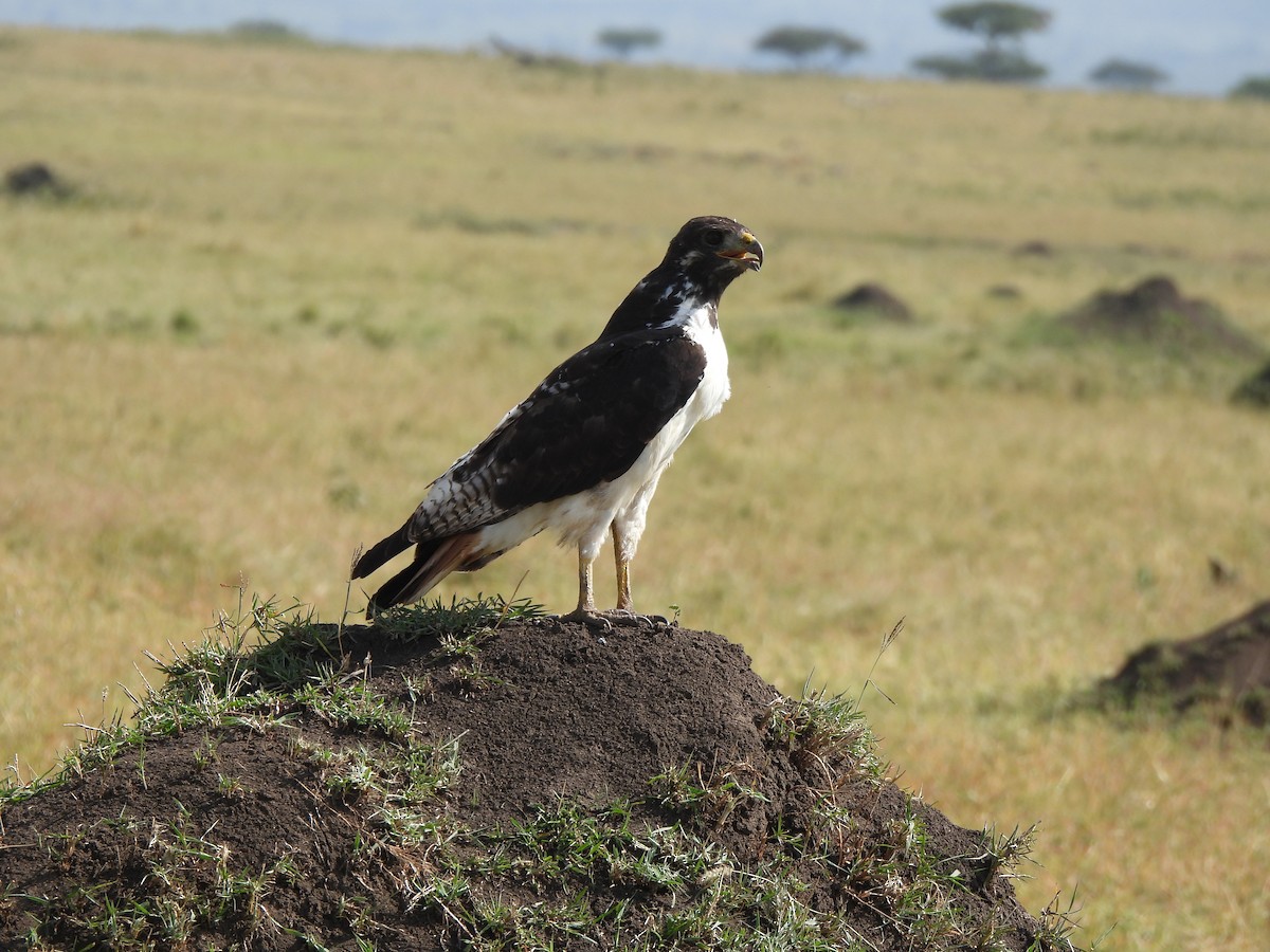 Augur Buzzard - ML646335857