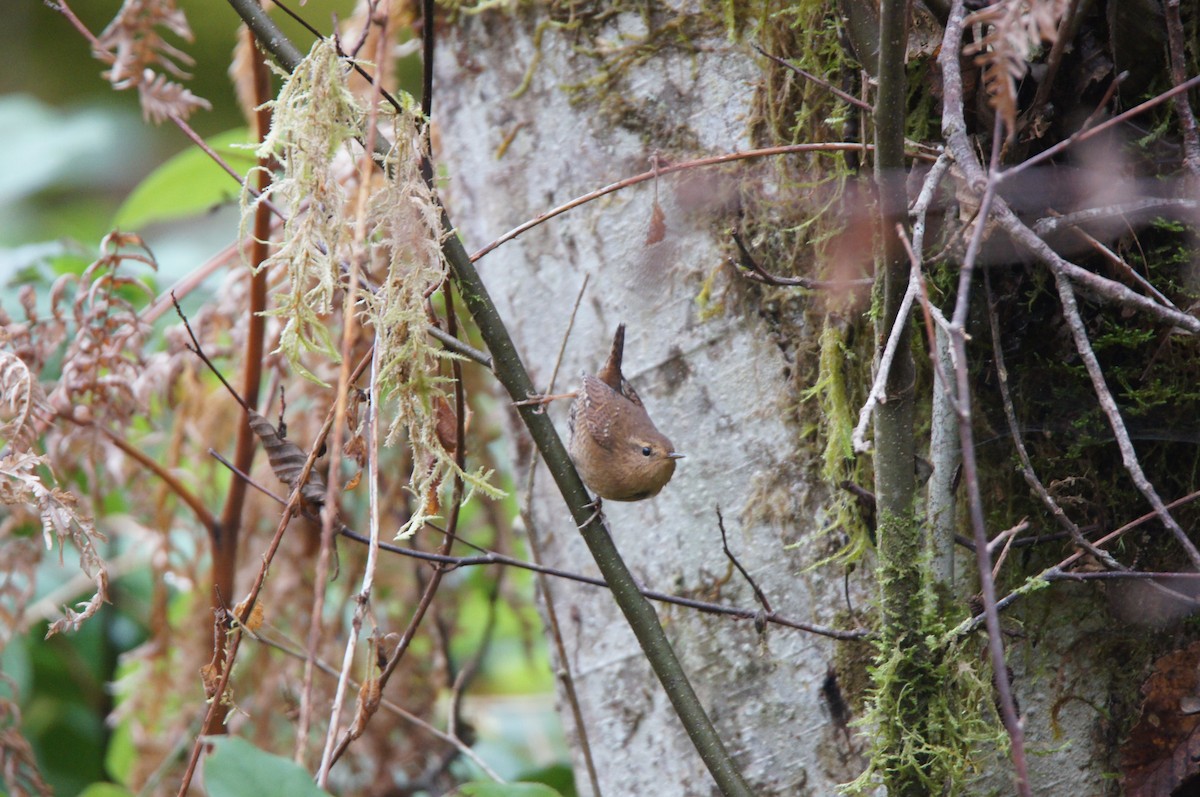 Pacific Wren - ML646335859