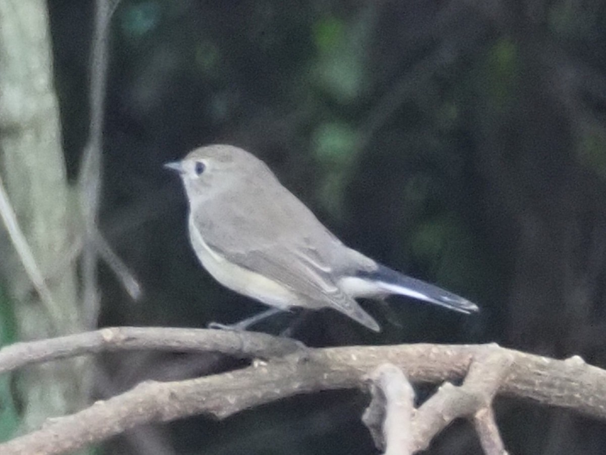 lejsek sibiřský - ML646335860