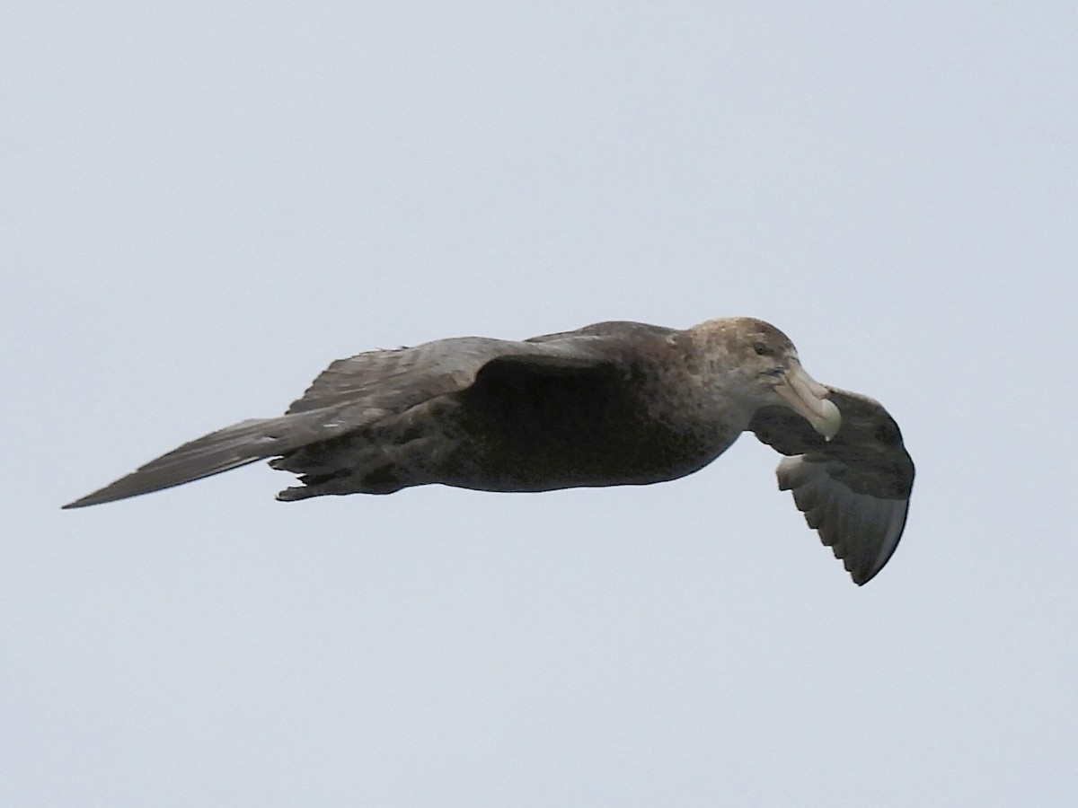 Antarktik Dev Fırtınakuşu - ML646335861