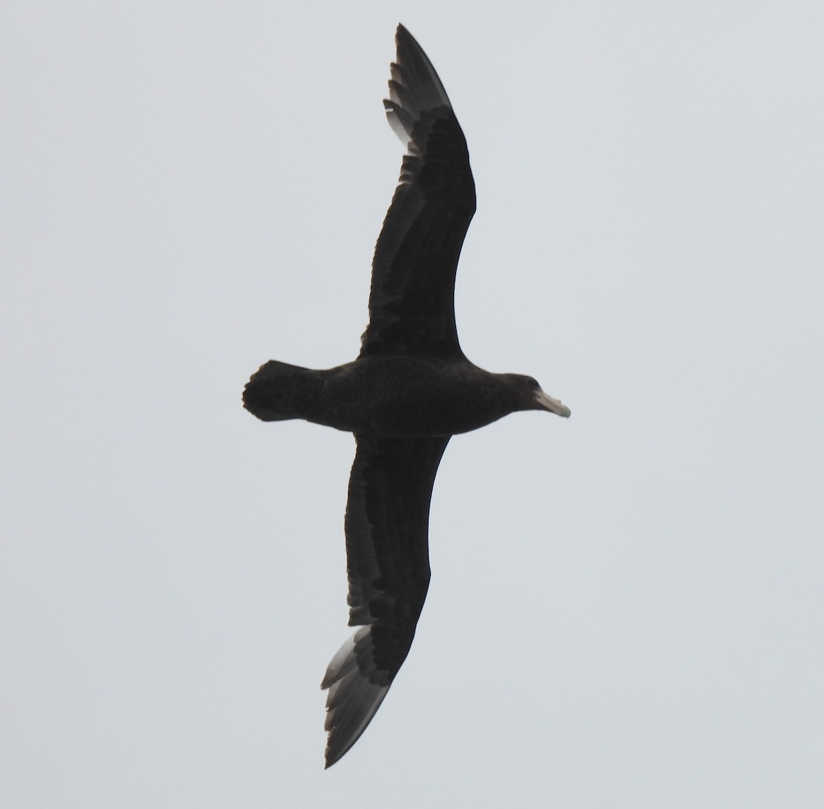 Antarktik Dev Fırtınakuşu - ML646335862