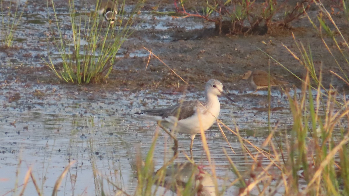 vodouš štíhlý - ML646335863