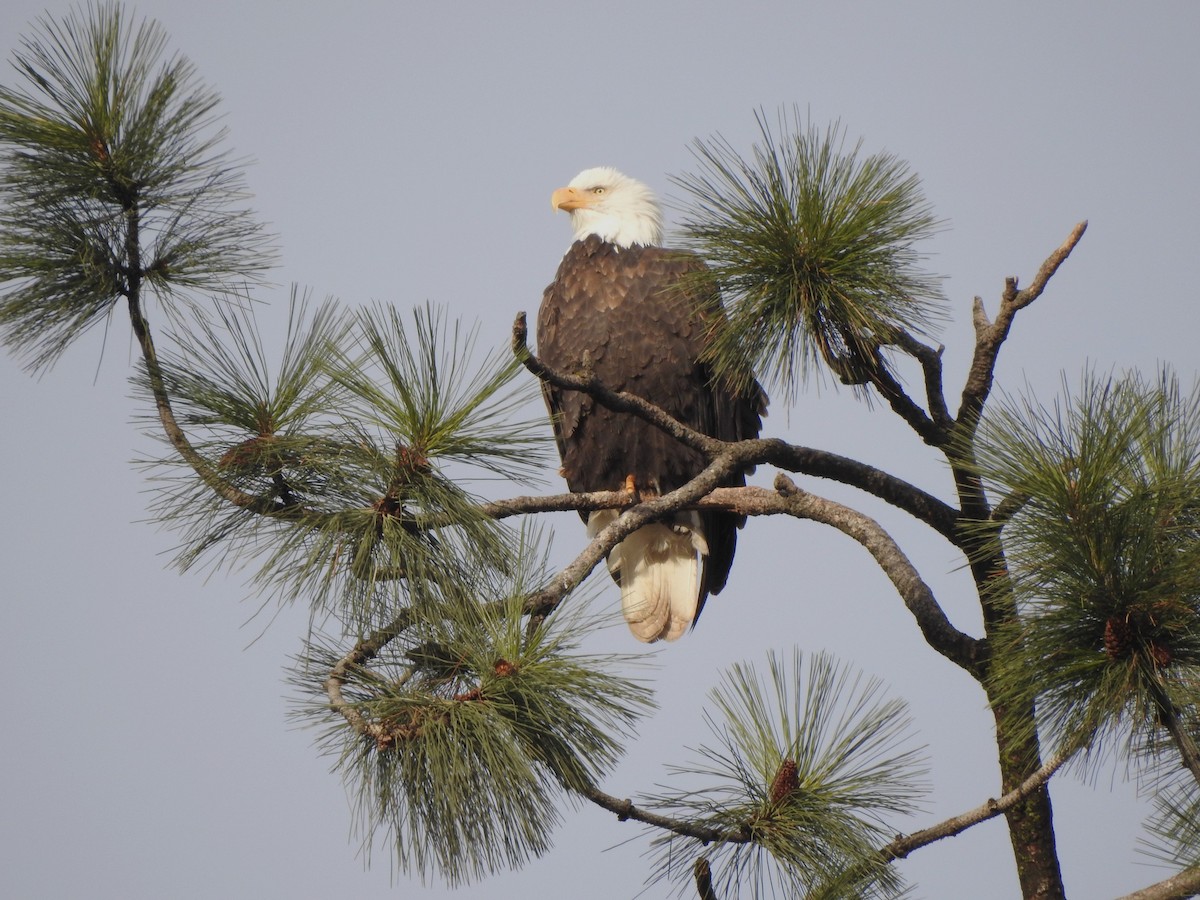 Bald Eagle - ML646335864