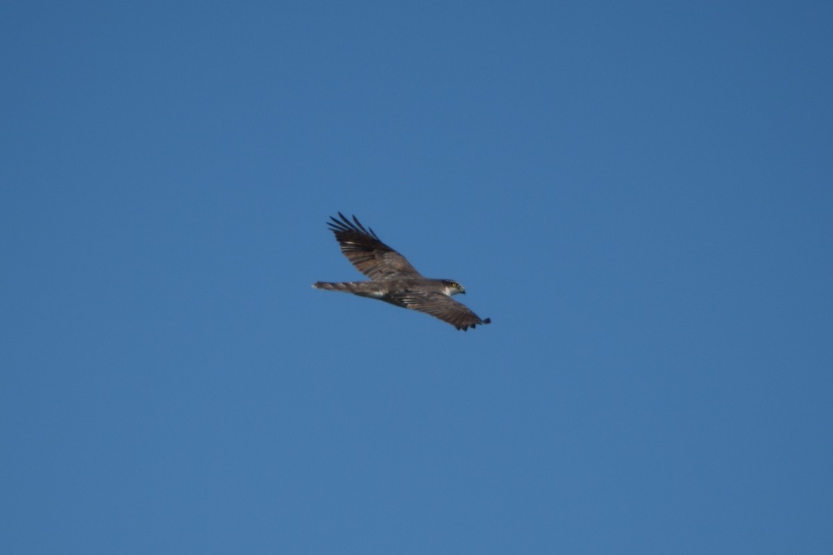 オオタカ - ML646335870