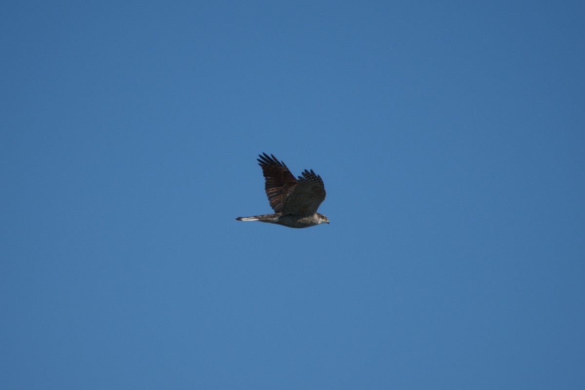 オオタカ - ML646335871