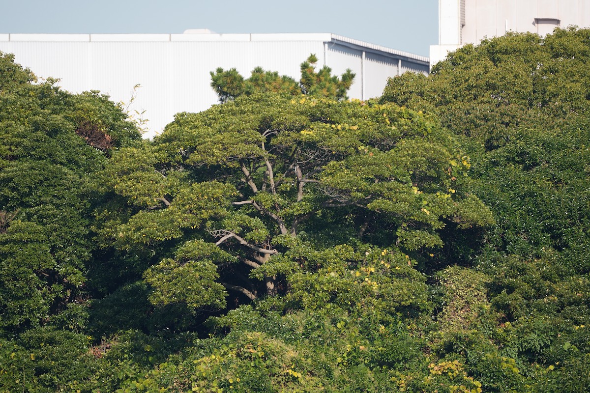 オオタカ - ML646335872