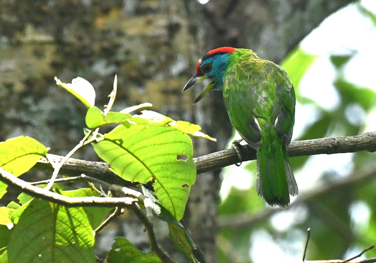 アオノドゴシキドリ - ML646335873