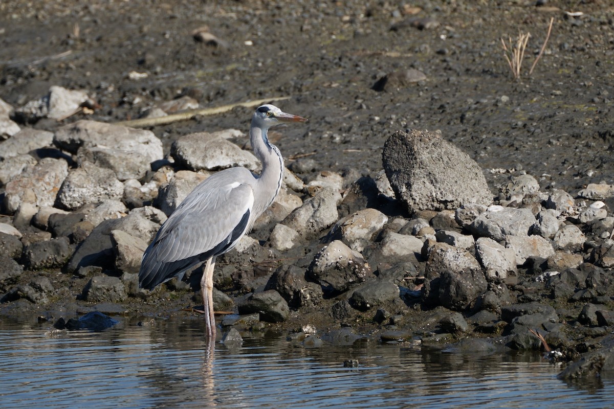 アオサギ - ML646335876