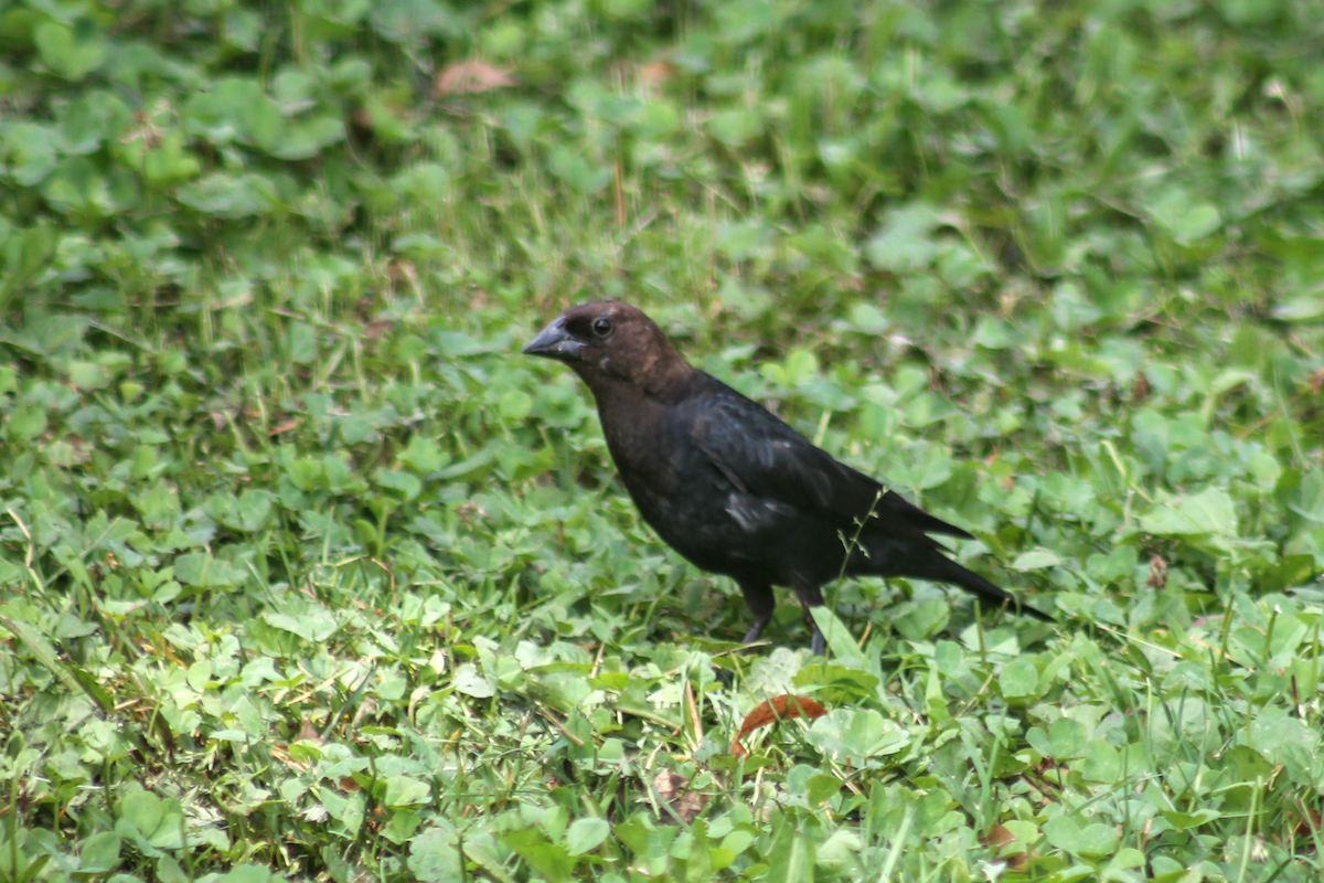 コウウチョウ - ML646335877