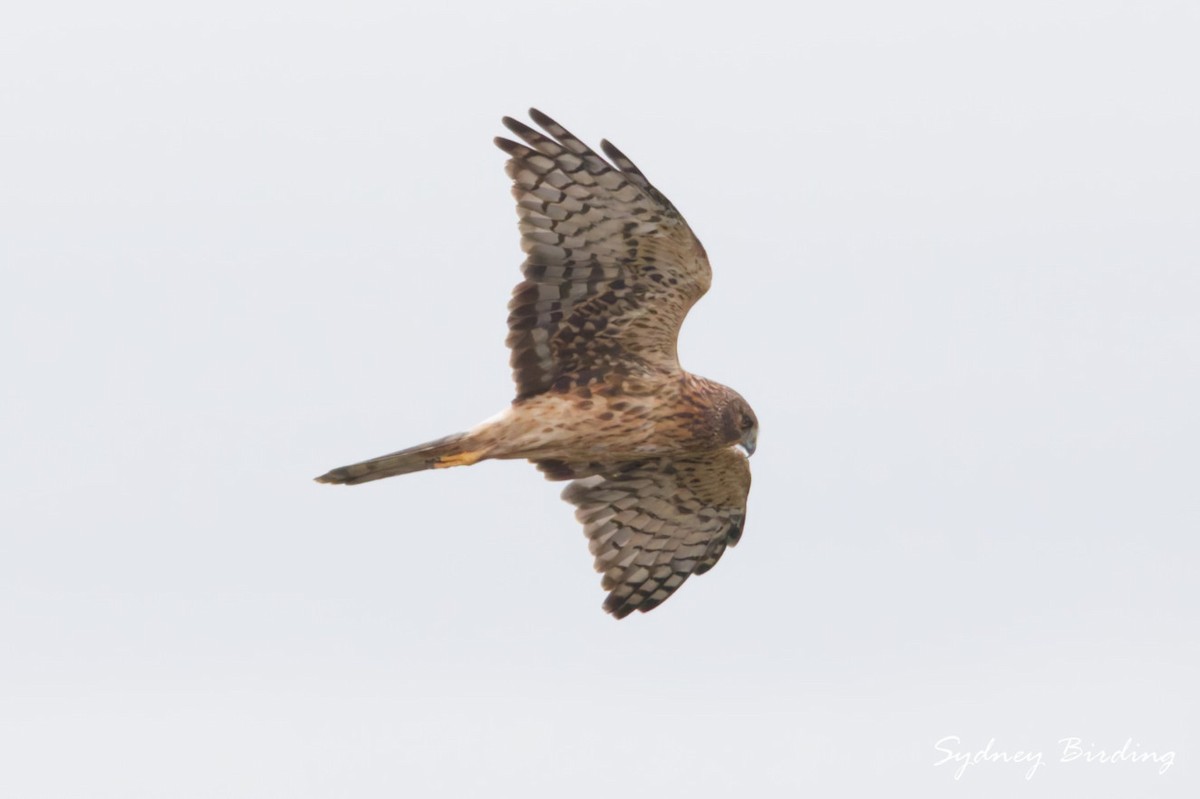 アメリカハイイロチュウヒ - ML646335878