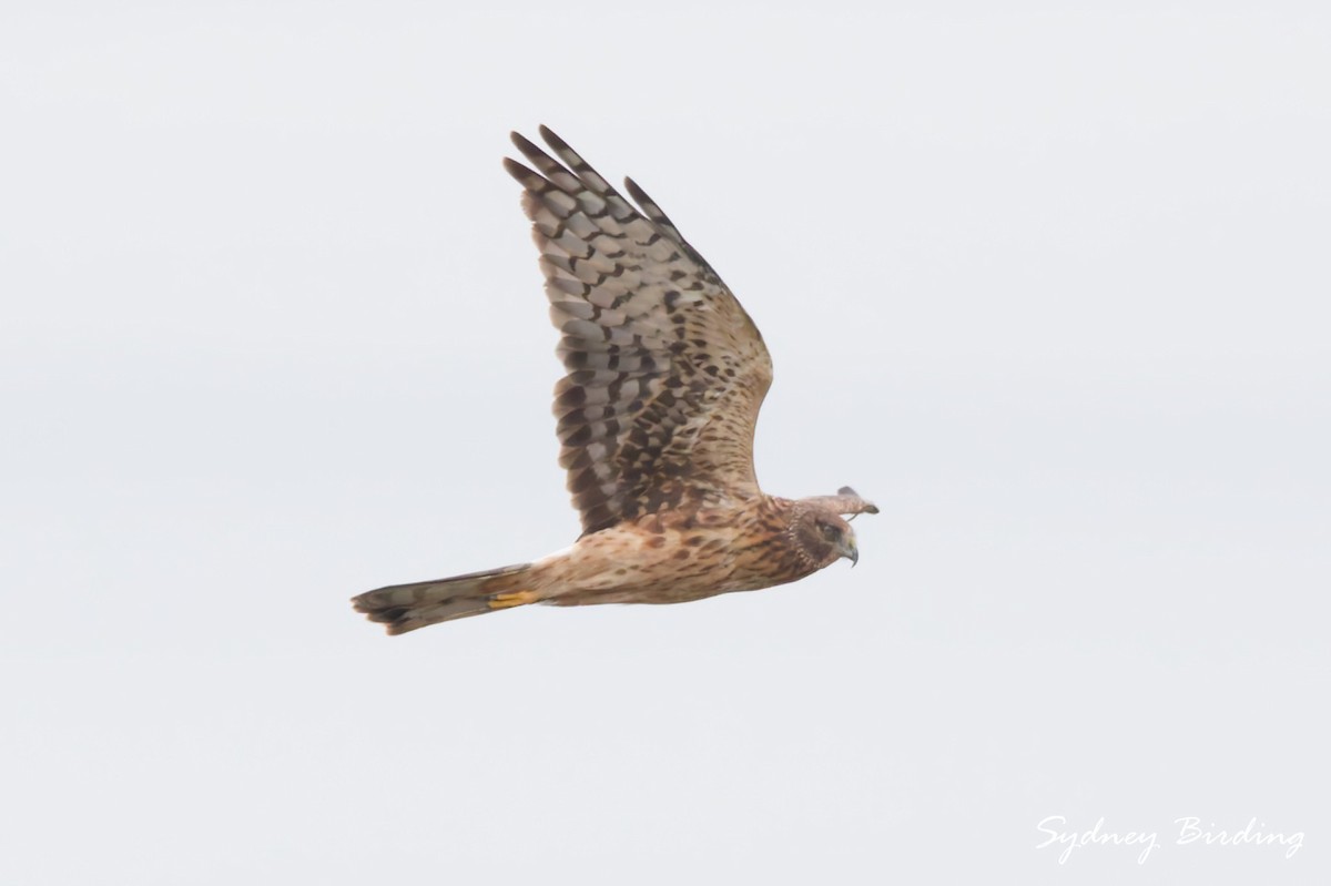 アメリカハイイロチュウヒ - ML646335880