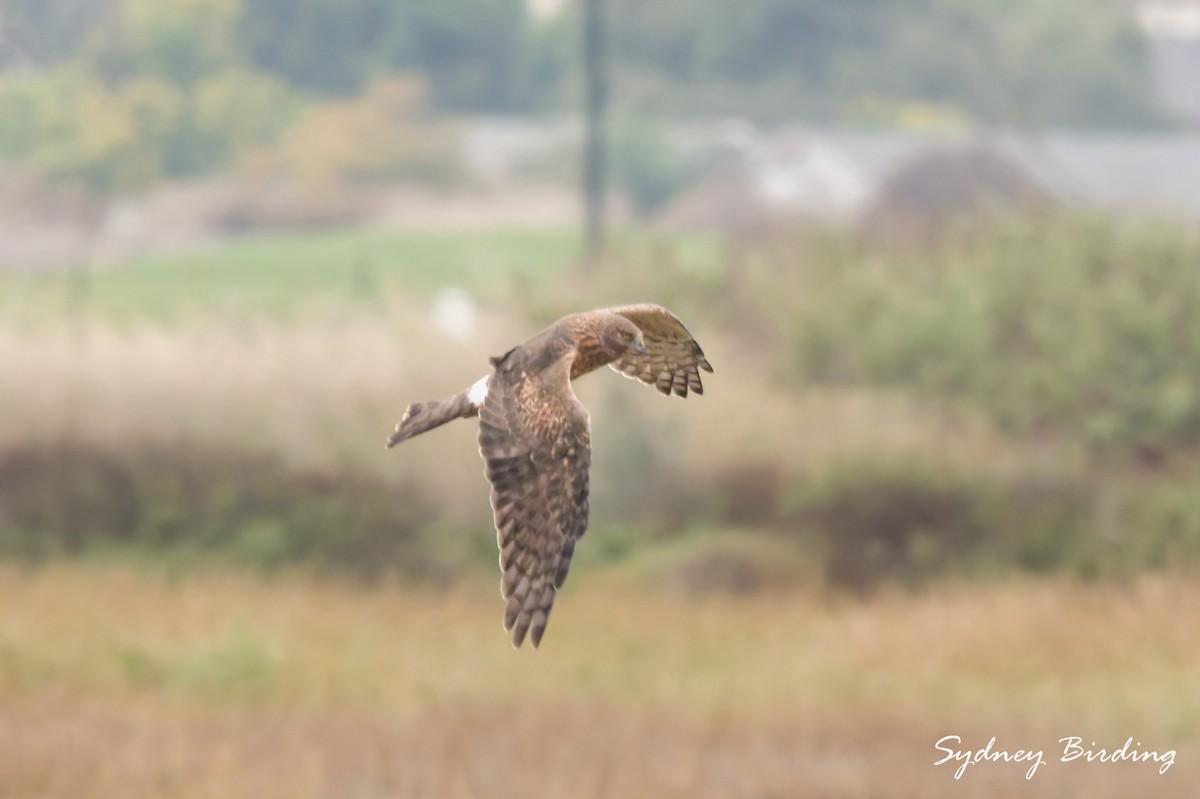 アメリカハイイロチュウヒ - ML646335882