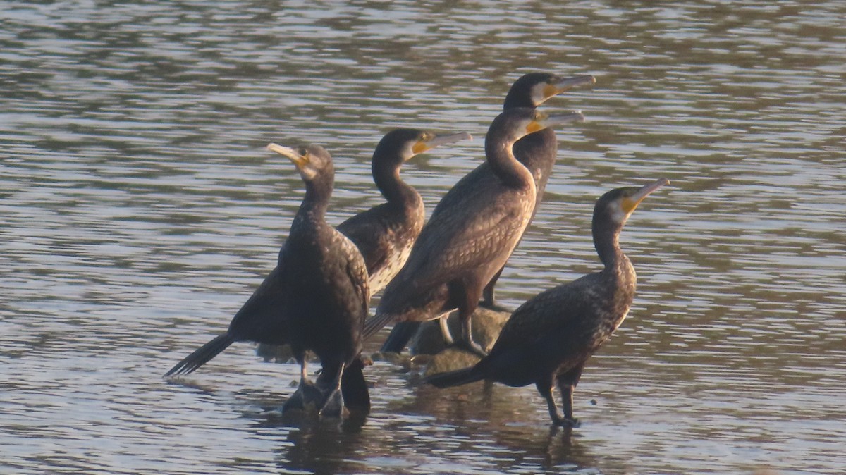 カワウ - ML646335883