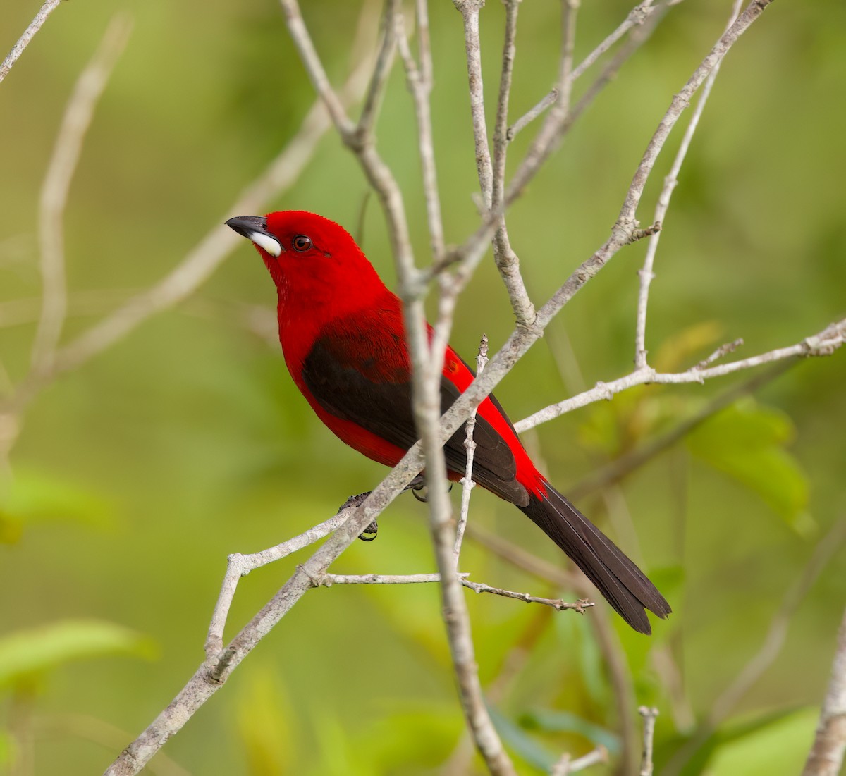 ベニフウキンチョウ - ML646335884