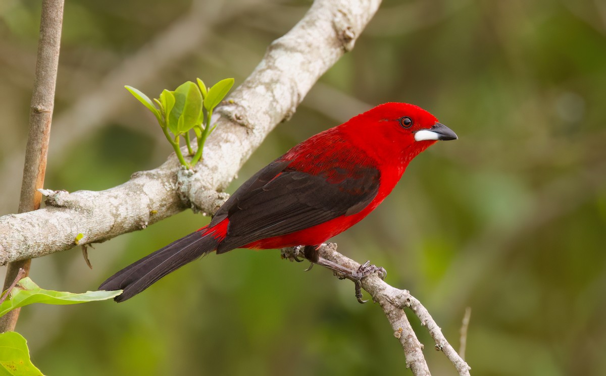 ベニフウキンチョウ - ML646335885