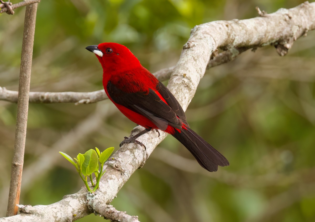 ベニフウキンチョウ - ML646335886