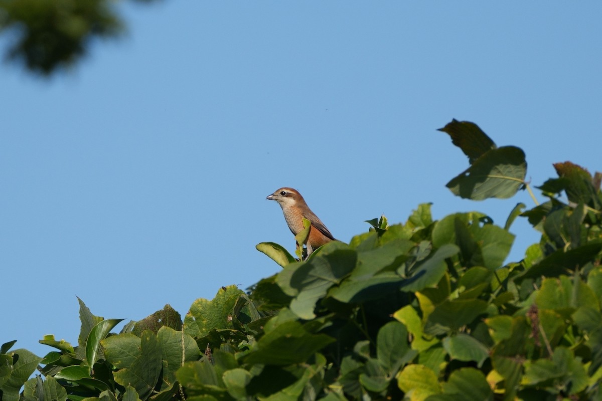 モズ - ML646335888