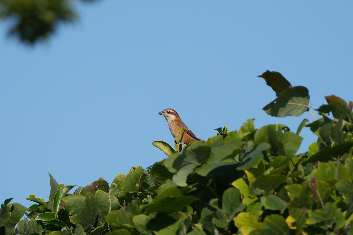 モズ - ML646335889