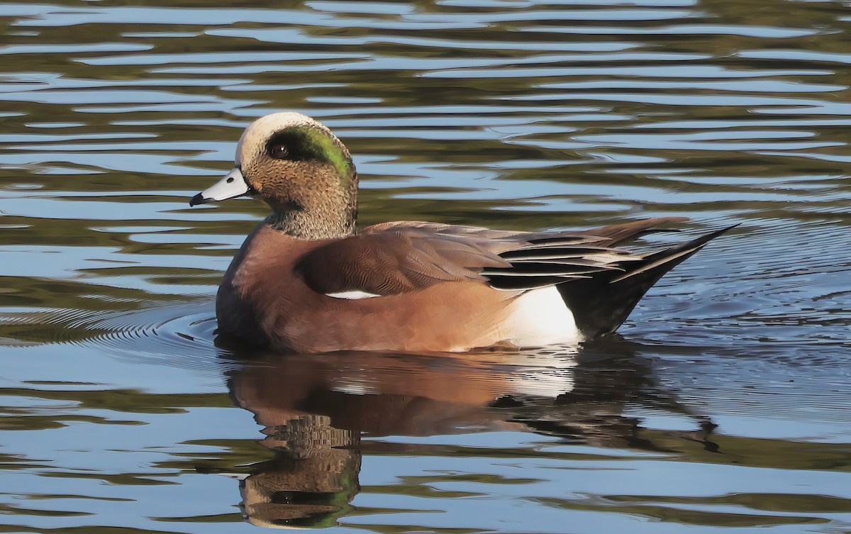 アメリカヒドリ - ML646335892