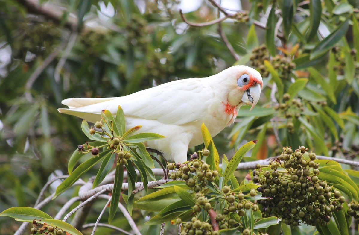 テンジクバタン - ML646335893