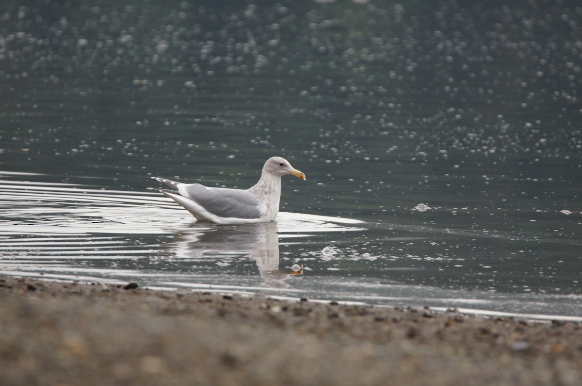 ワシカモメ - ML646335894