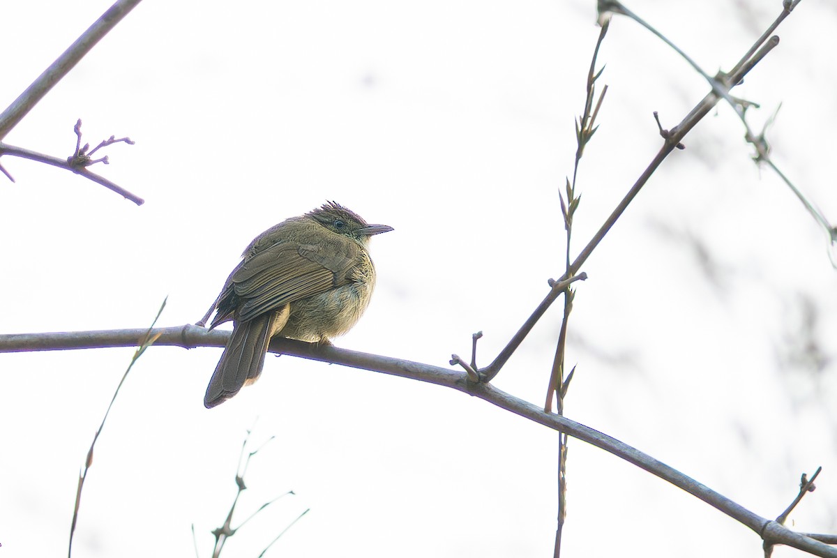 メジロヒヨドリ - ML646335896