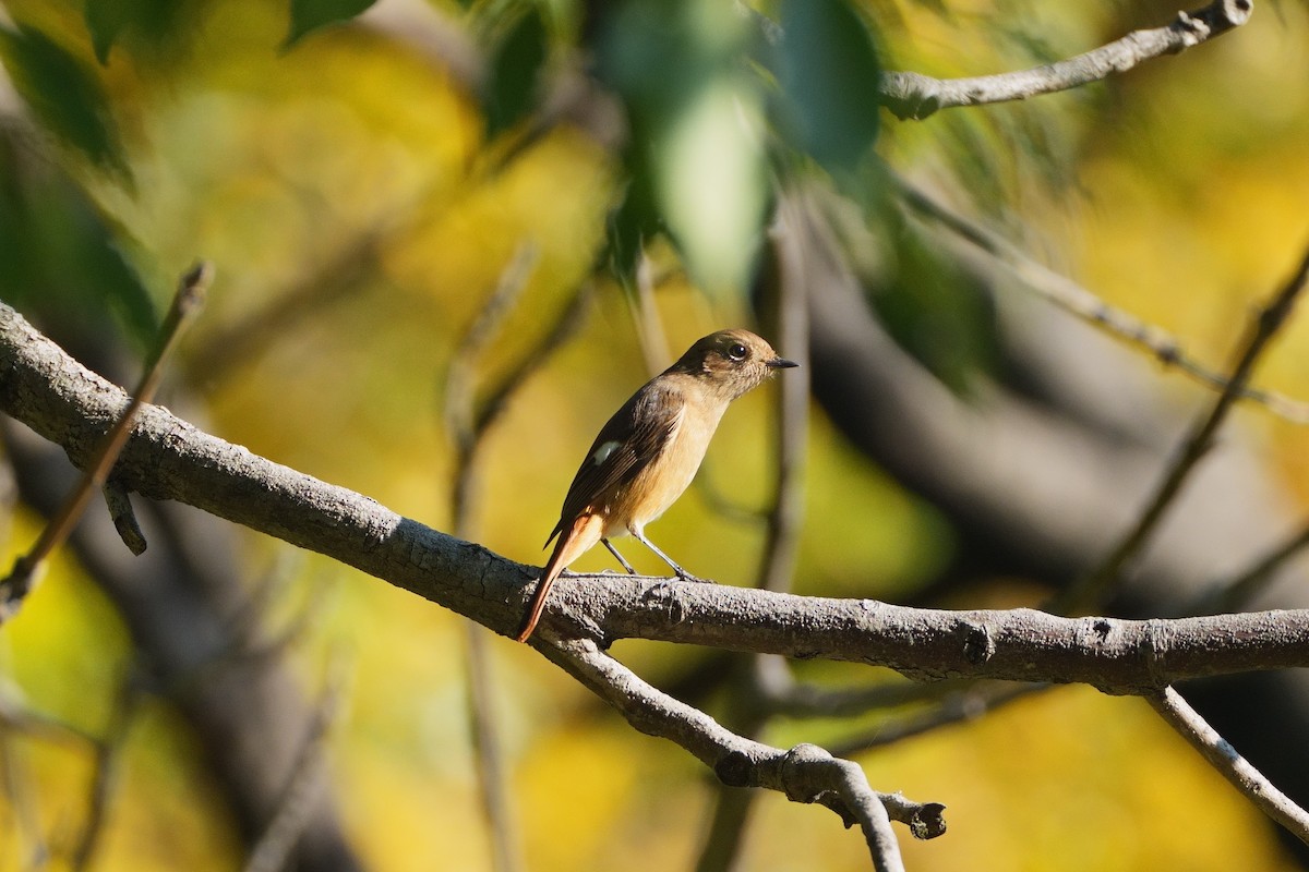 ジョウビタキ - ML646335897