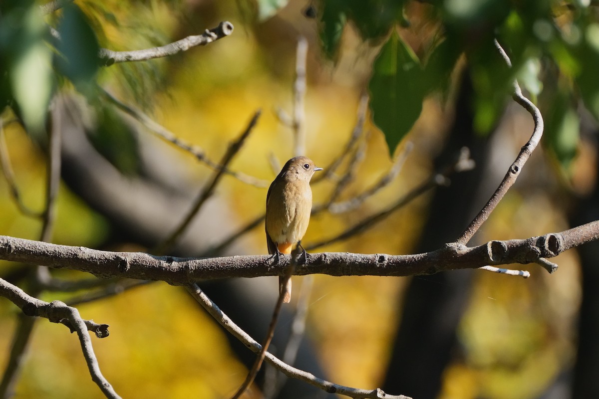 ジョウビタキ - ML646335898