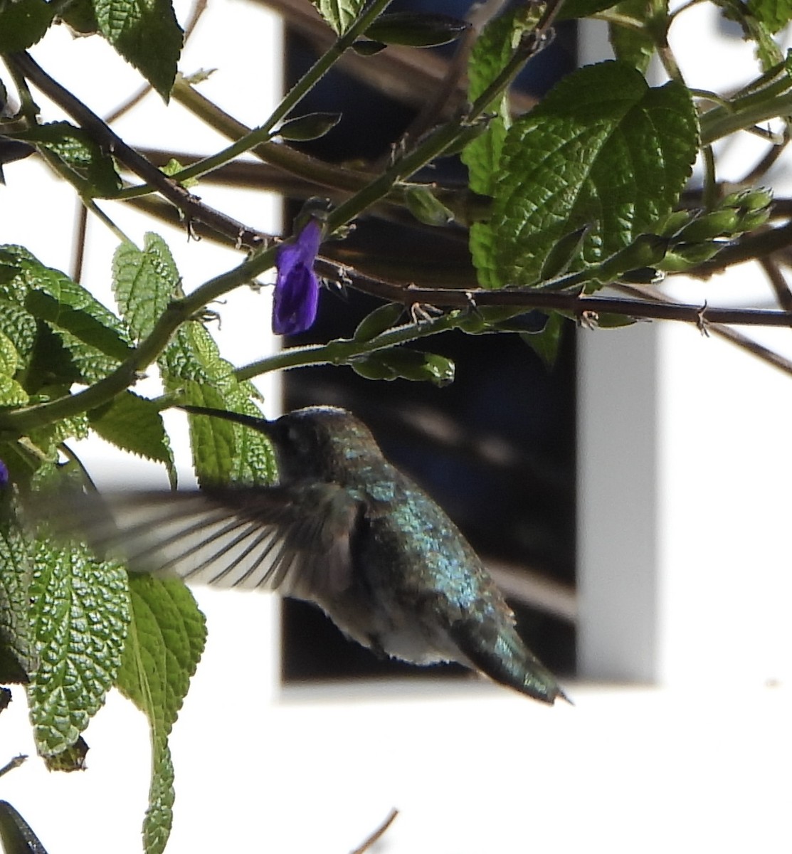 Black-chinned Hummingbird - ML646335900