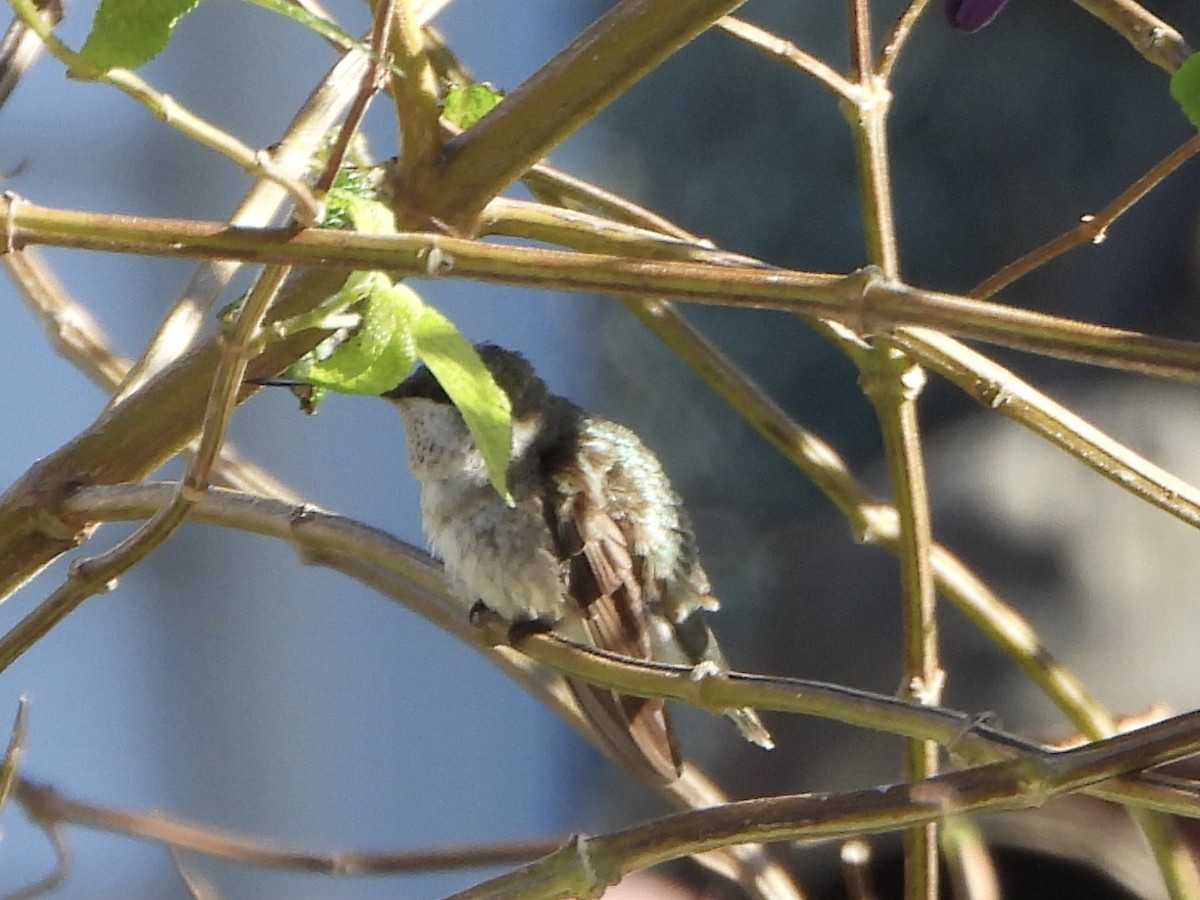 Black-chinned Hummingbird - ML646335901