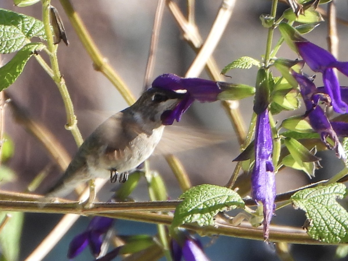 Black-chinned Hummingbird - ML646335902