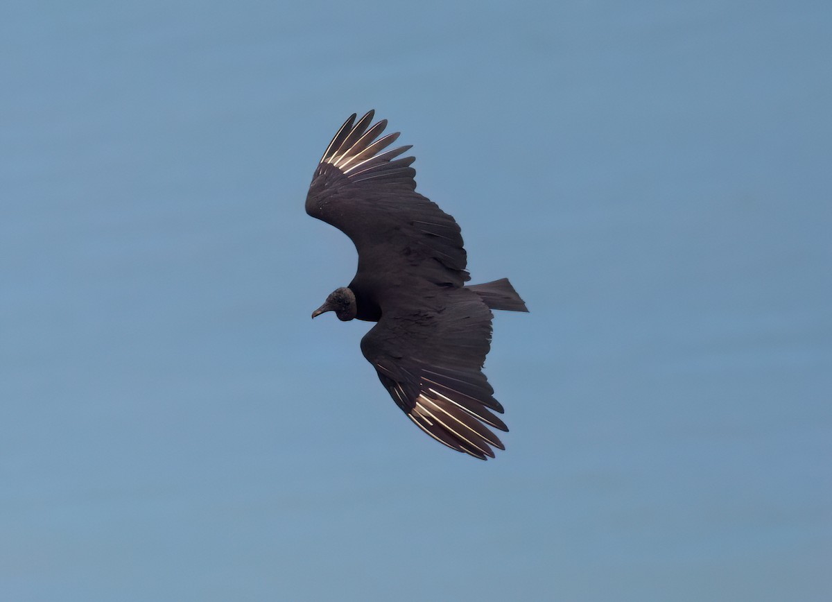 Катарта чорна - ML646335903