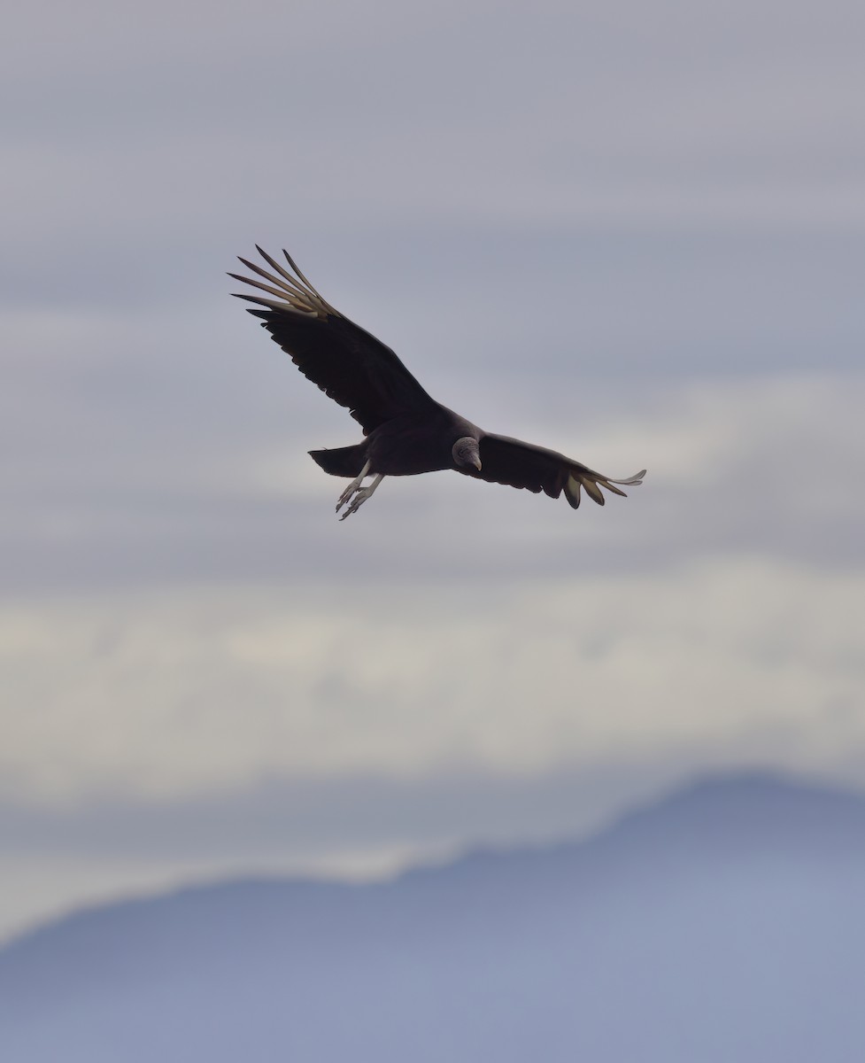 Катарта чорна - ML646335904