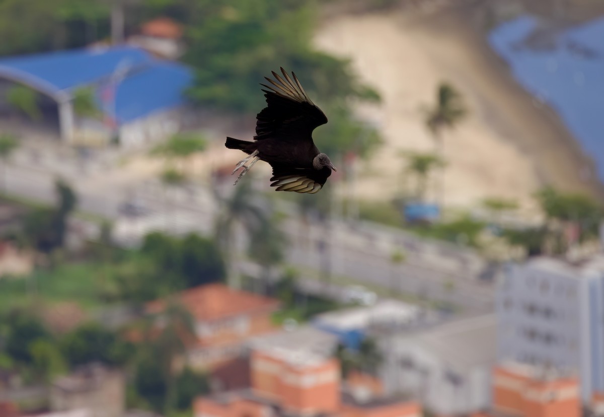 Катарта чорна - ML646335905